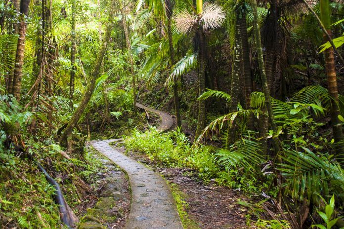 Rain Forest - El Yunque National Forest